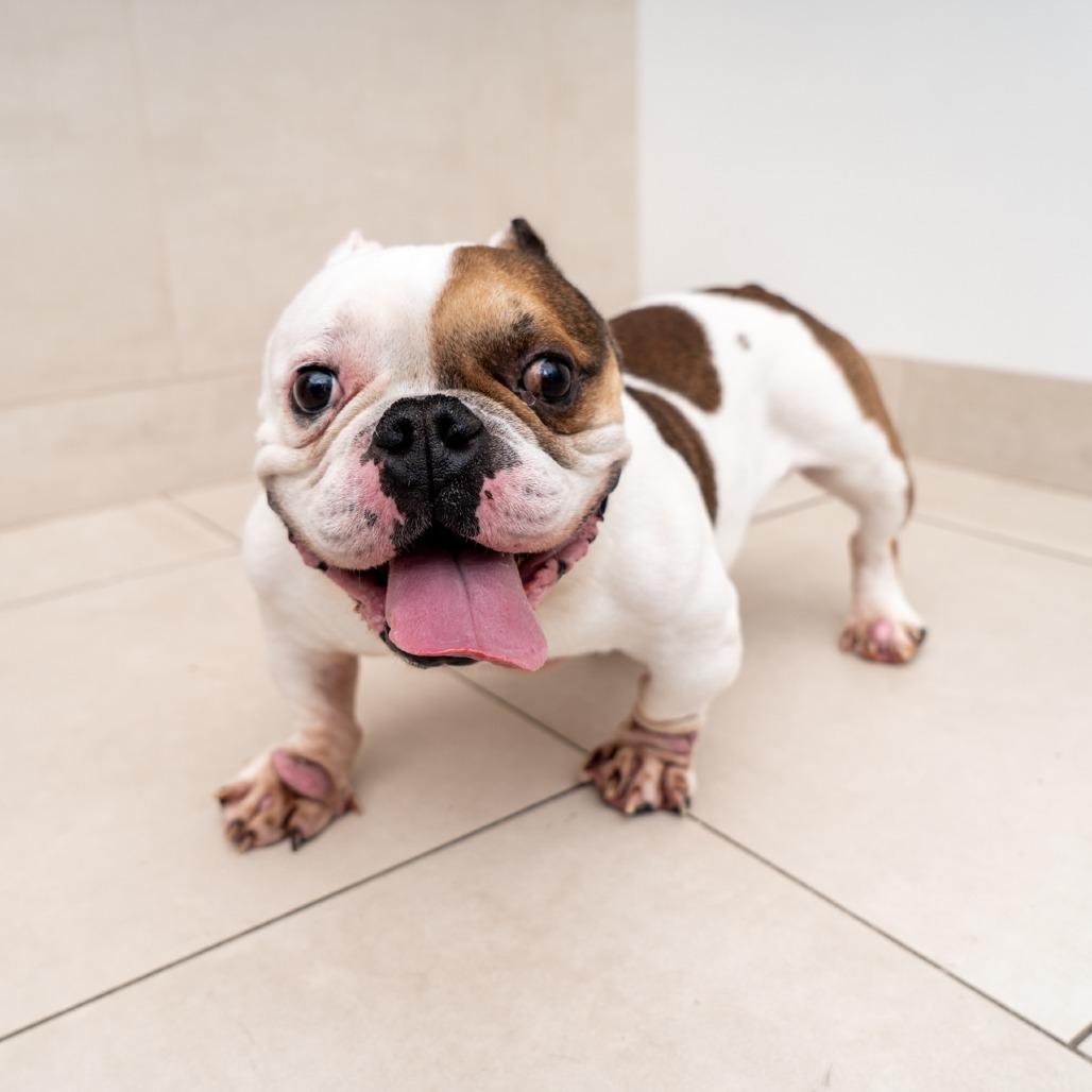 Enlarge Penn, a Adoptable English Bulldog in New York, NY image 2/2