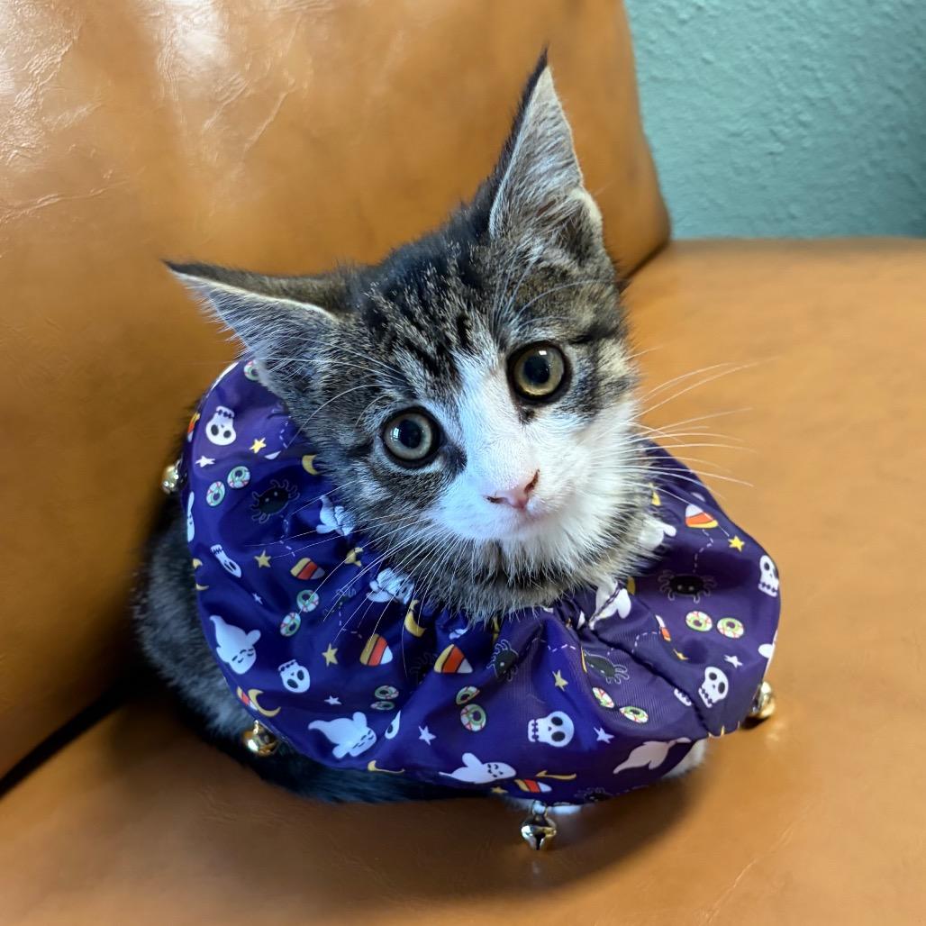 Dorcas, Adoptable, Kitten Female Domestic Short Hair.