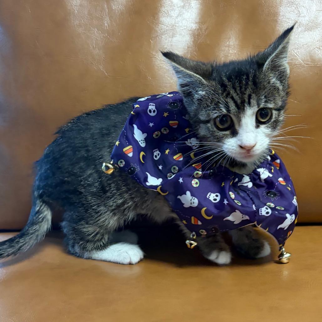 Enlarge Dorcas, a Adoptable Domestic Short Hair in Keizer, OR image 2/3