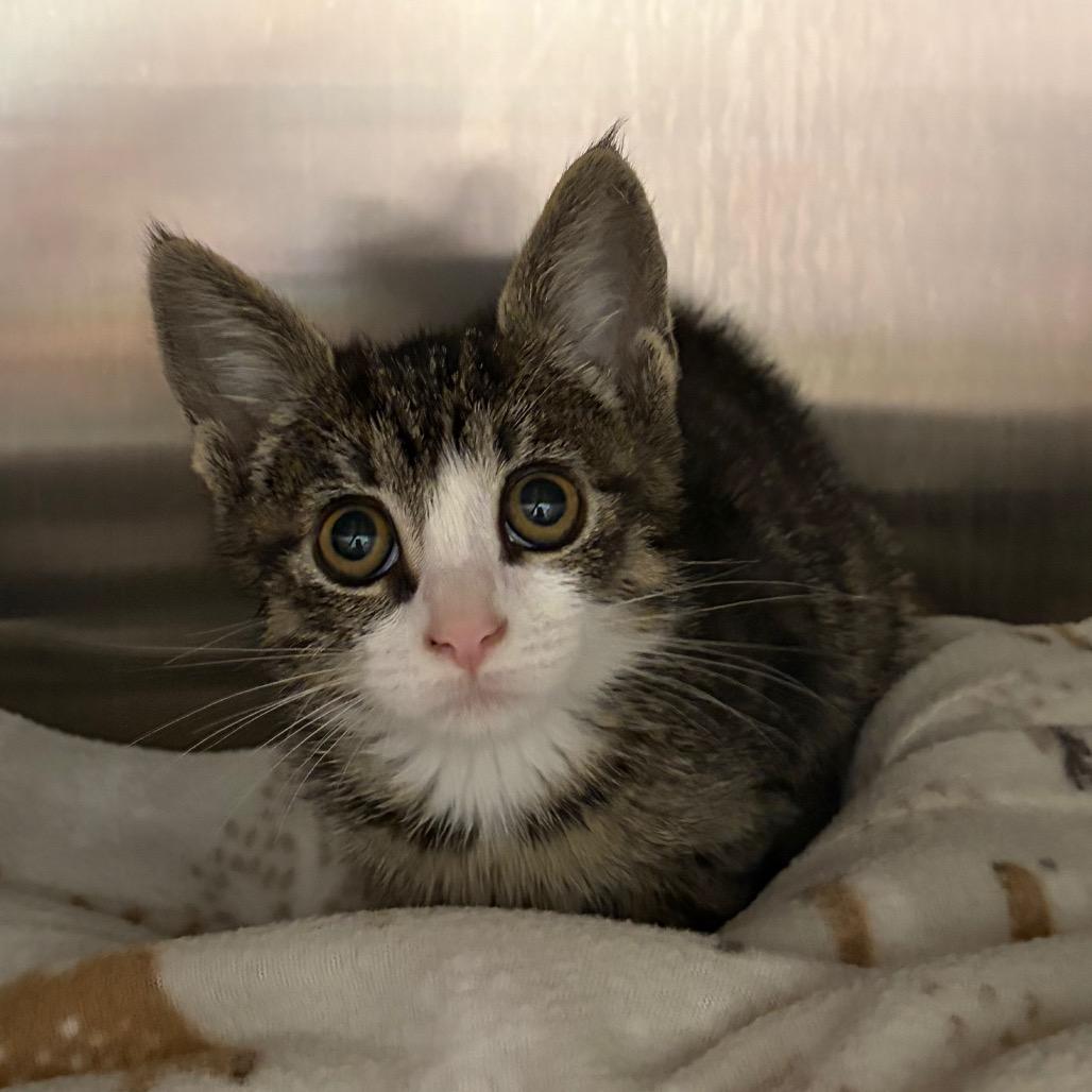Enlarge Dorcas, a Adoptable Domestic Short Hair in Keizer, OR image 3/3