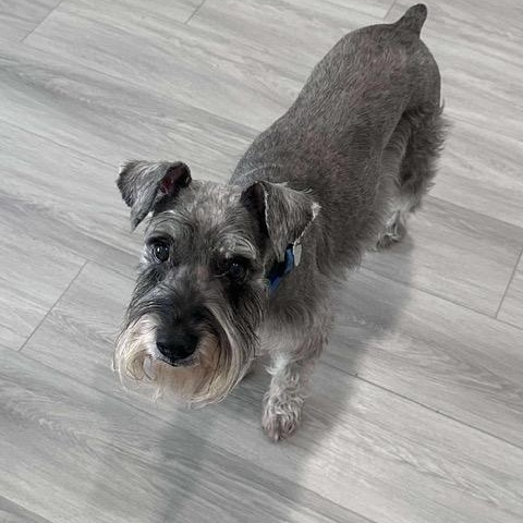Bodi and Abigale, a Adoptable mixed breed in LEHIGH ACRES, FL image 2/6