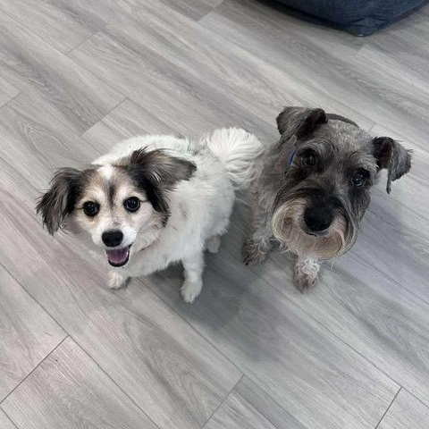 Bodi and Abigale, a Adoptable mixed breed in LEHIGH ACRES, FL image 1/6