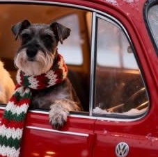 Enlarge Bodi , a Adoptable mixed breed in LEHIGH ACRES, FL image 1/4