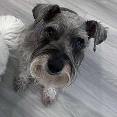 Enlarge Bodi , a Adoptable mixed breed in LEHIGH ACRES, FL image 4/4