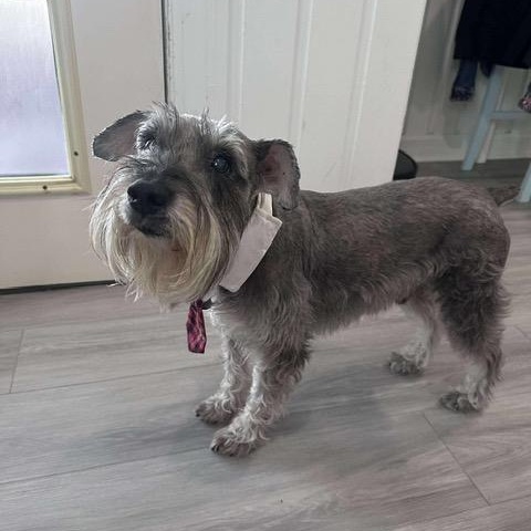 Bodi and Abigale, a Adoptable mixed breed in LEHIGH ACRES, FL image 4/6