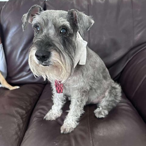 Enlarge Bodi and Abigale, a Adoptable mixed breed in LEHIGH ACRES, FL image 5/6