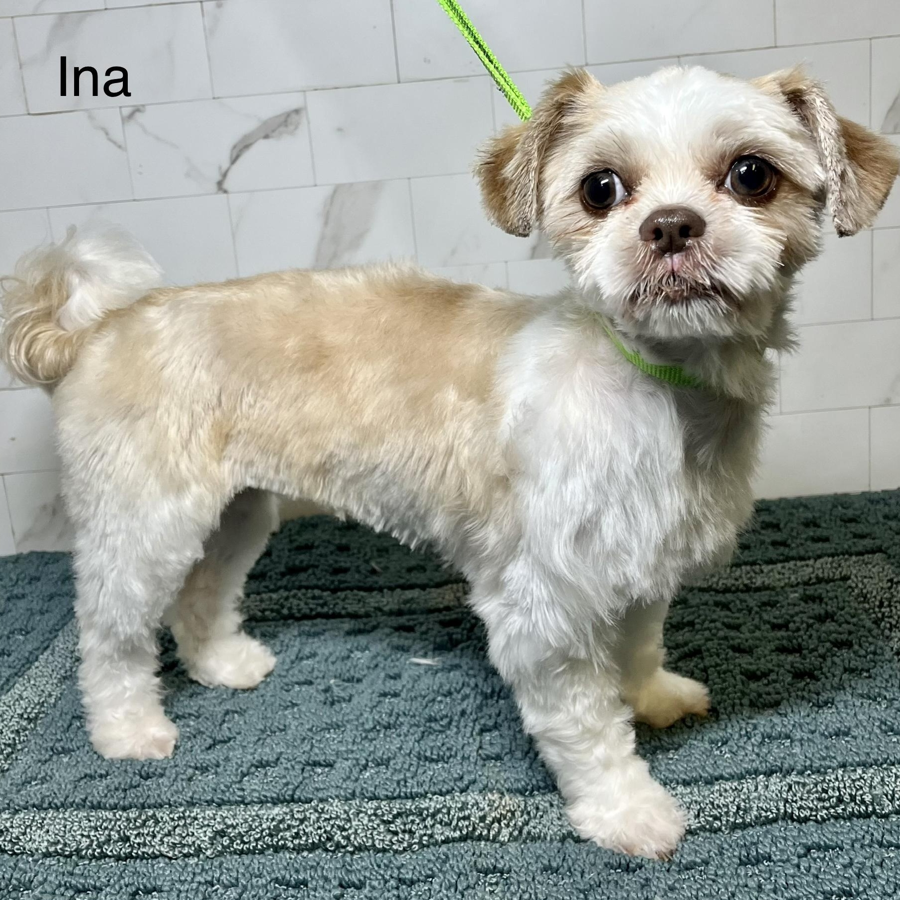 Enlarge Ina Collins, an adopted Shih Tzu in Plano, TX image 2/3