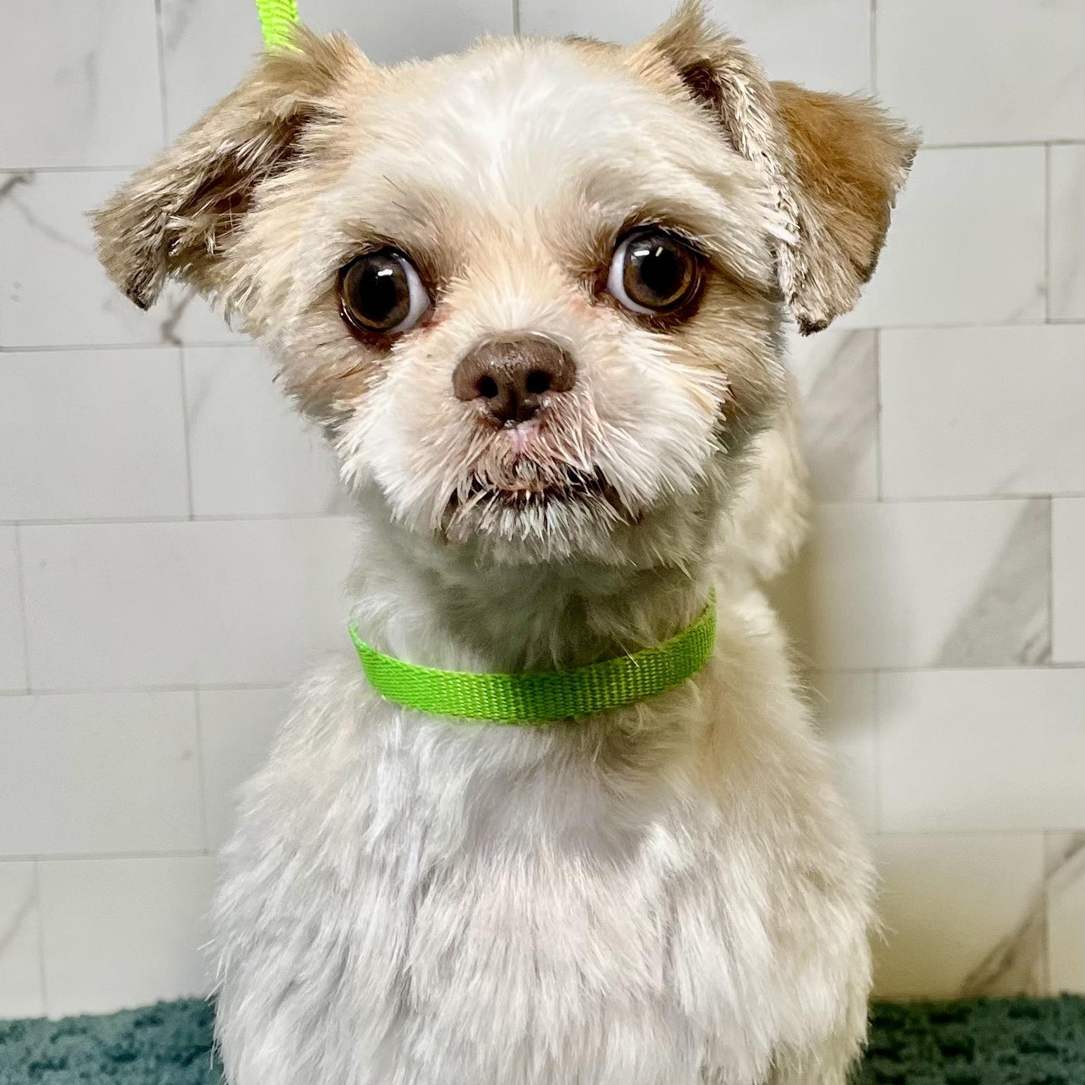 Ina Collins, adopted, Young Female Shih Tzu.