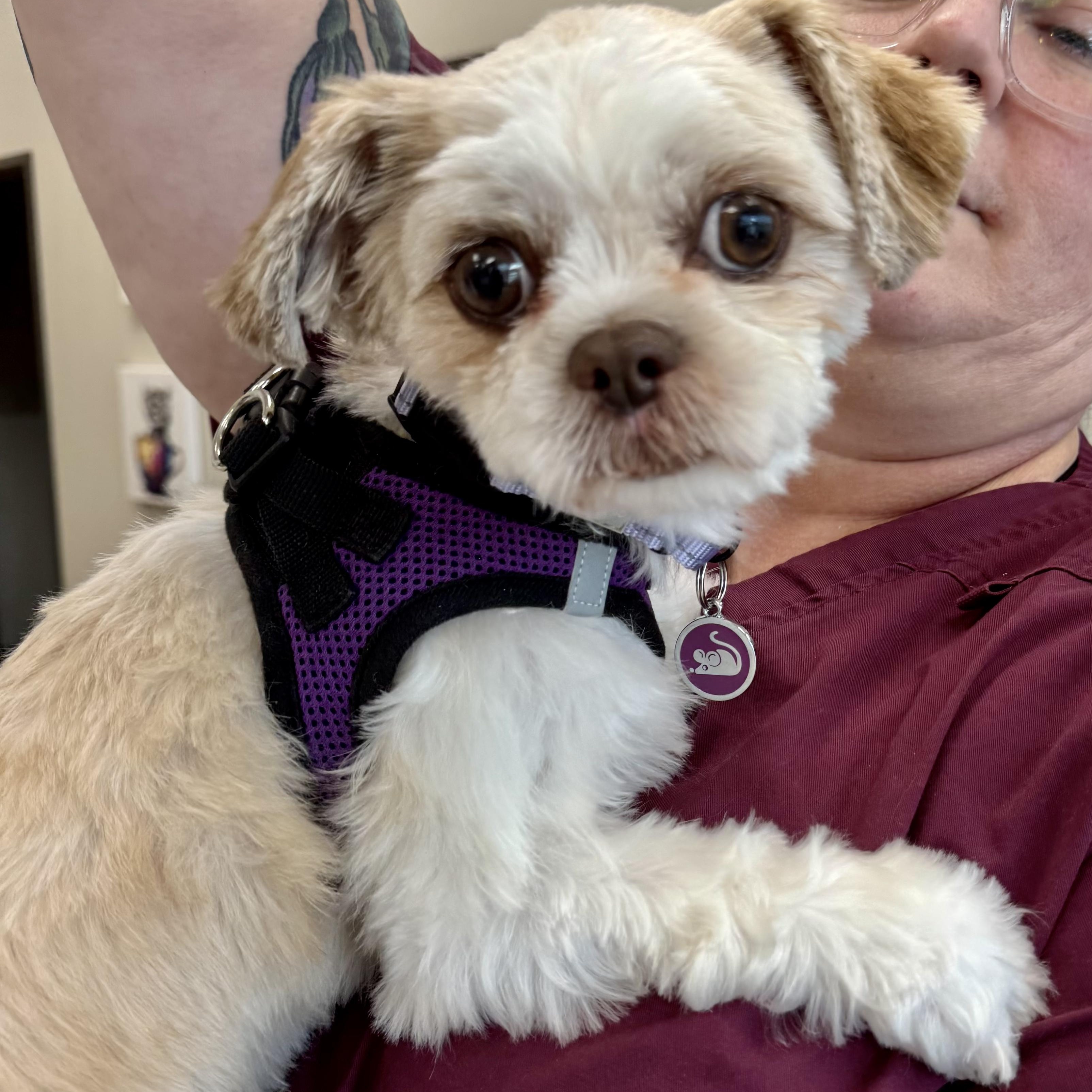 Enlarge Ina Collins, an adopted Shih Tzu in Plano, TX image 3/3