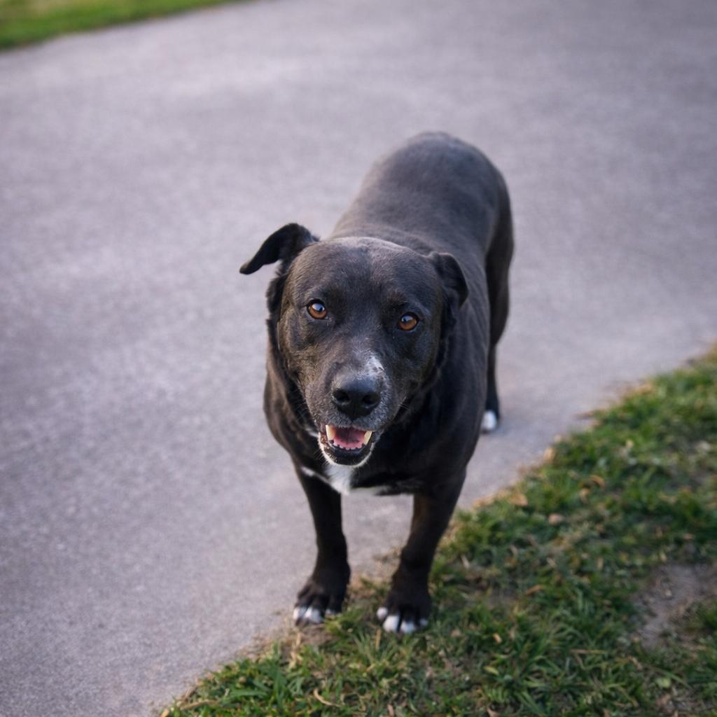 Pebbles, Adoptable, Senior Female Pit Bull Terrier & Labrador Retriever.