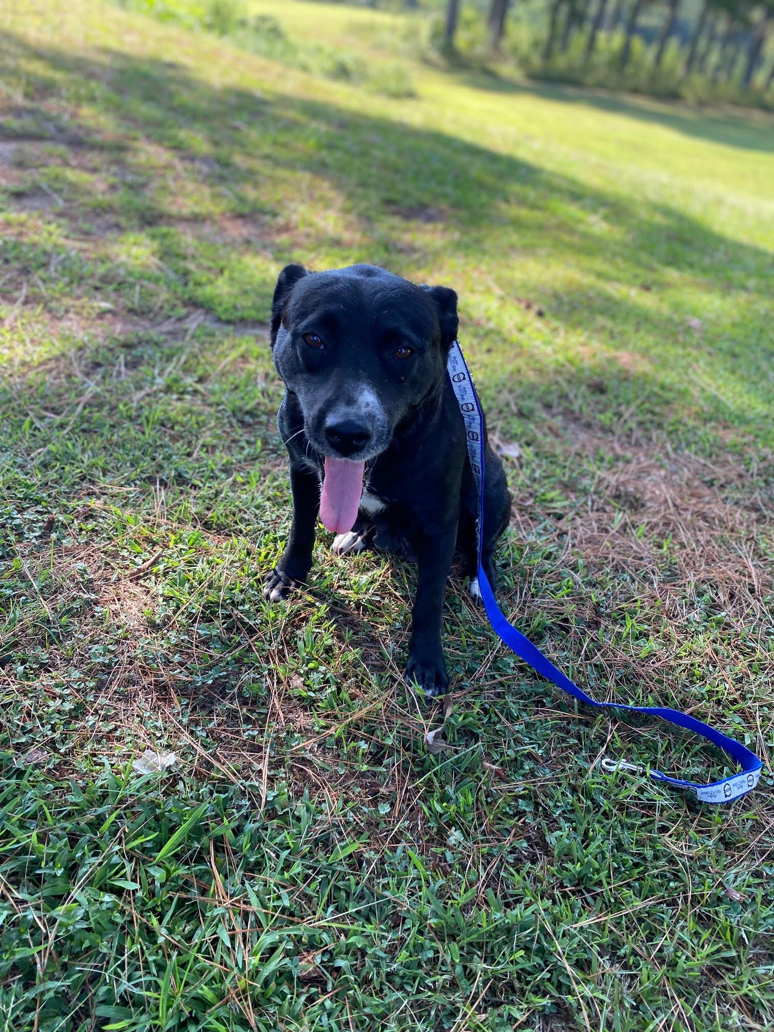 Enlarge Pebbles, a Adoptable mixed breed in Pembroke, MA image 4/4