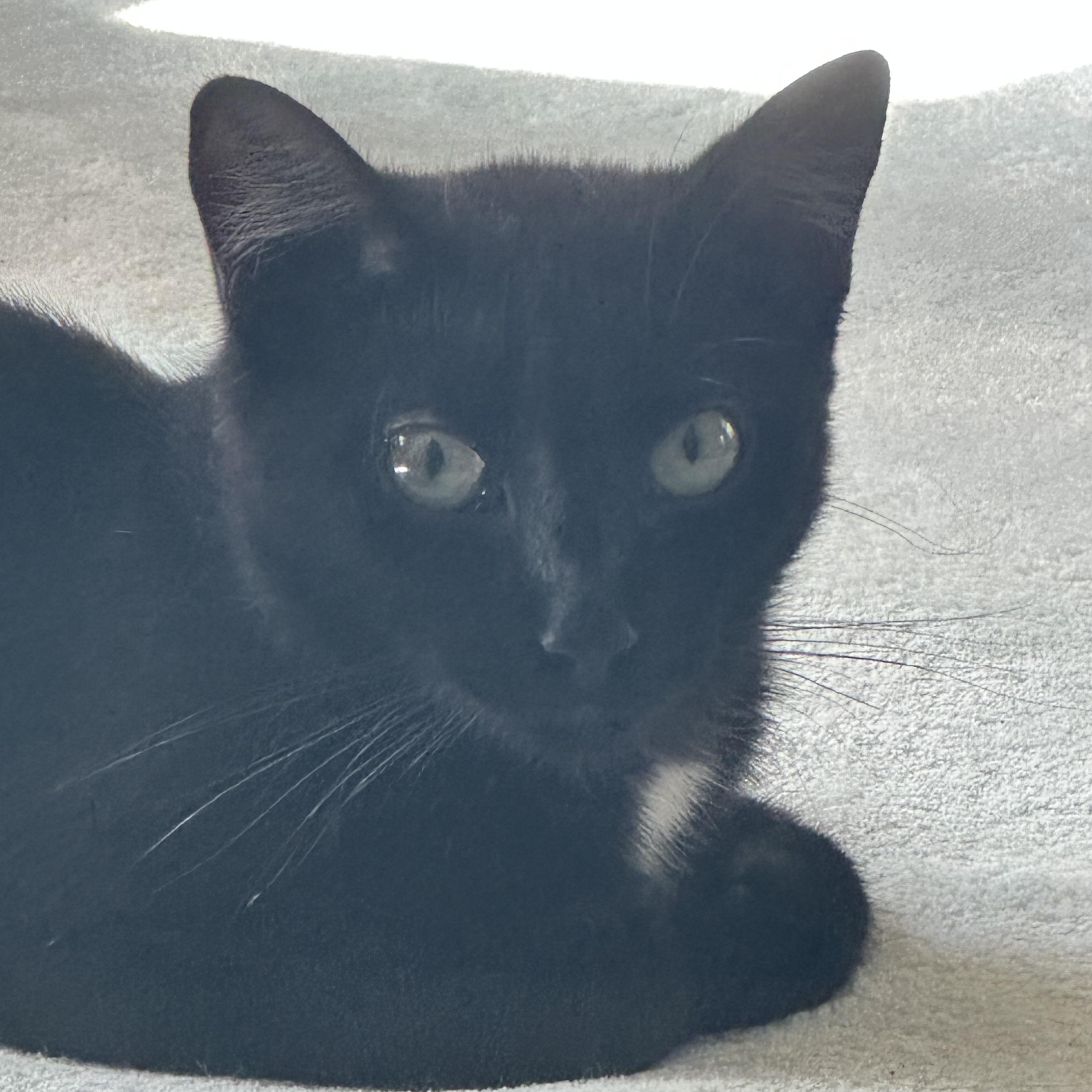 Zariah, a Adoptable Domestic Short Hair in Keeseville, NY image 1/2