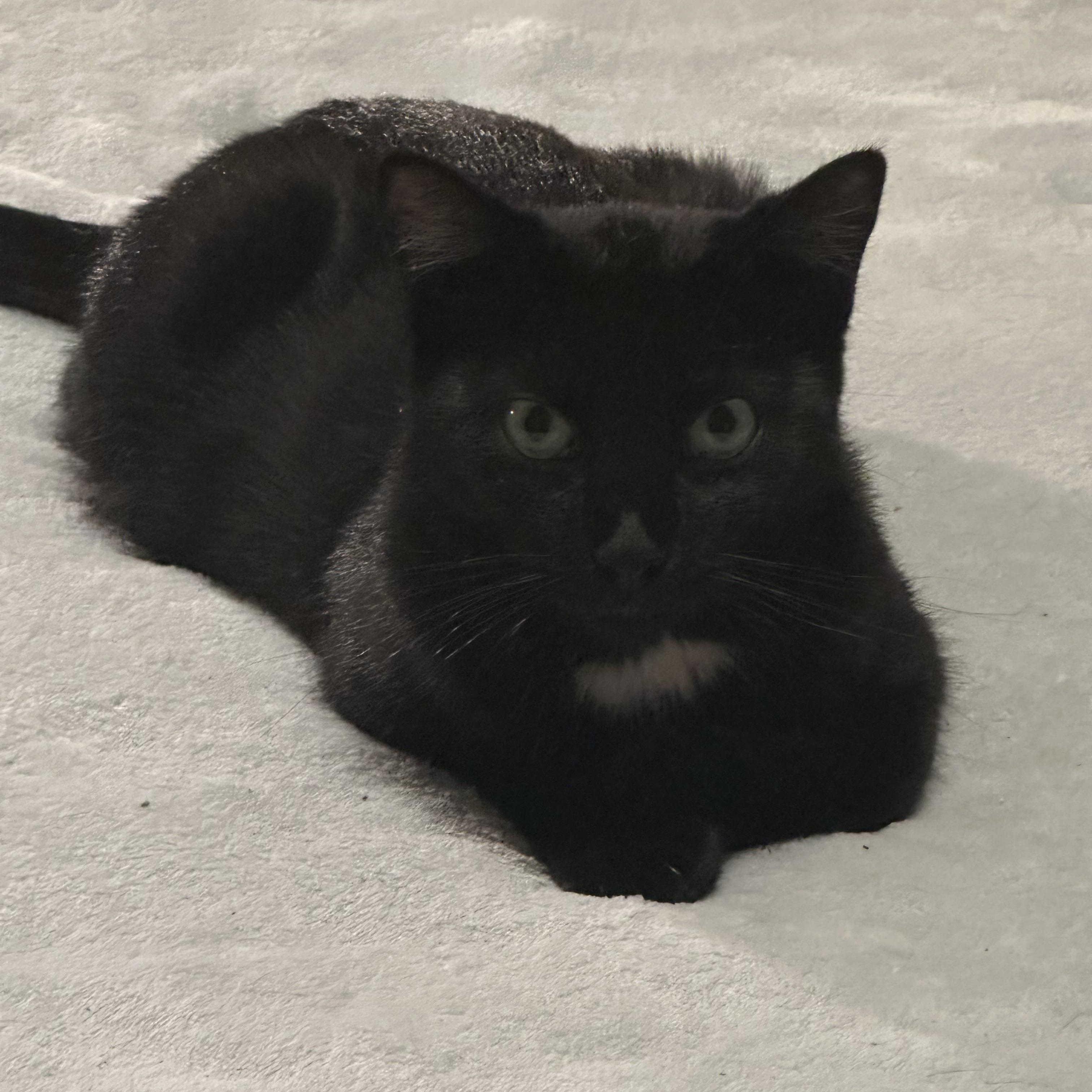 Zariah, a Adoptable Domestic Short Hair in Keeseville, NY image 2/2