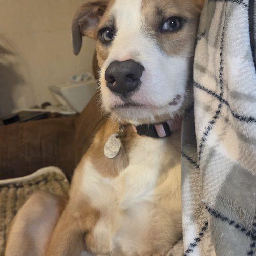 Kat, Adoptable, Young Female Wirehaired Terrier & Hound.