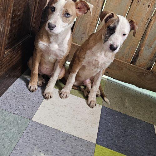 Enlarge Kat, a Adoptable mixed breed in Kirksville, MO image 2/5