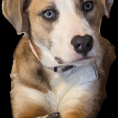 Enlarge Kat, a Adoptable mixed breed in Kirksville, MO image 5/5