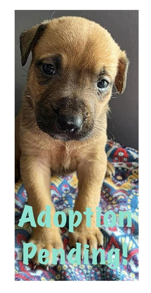 Enlarge Birthday, a Adoptable mixed breed in Poplar Grove, IL image 1/2