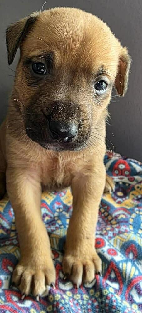 Enlarge Birthday, a Adoptable mixed breed in Poplar Grove, IL image 2/2