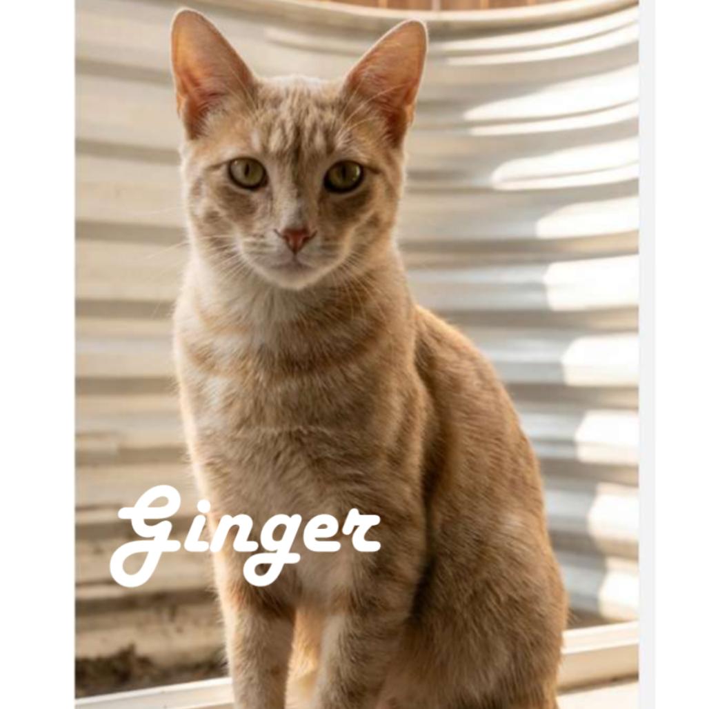 Ginger, Adoptable, Young Female Domestic Short Hair.
