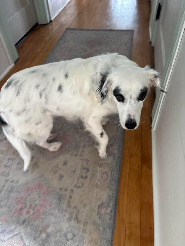 Iris * DEAF * $400, Adoptable, Adult Female Spaniel & Australian Shepherd.