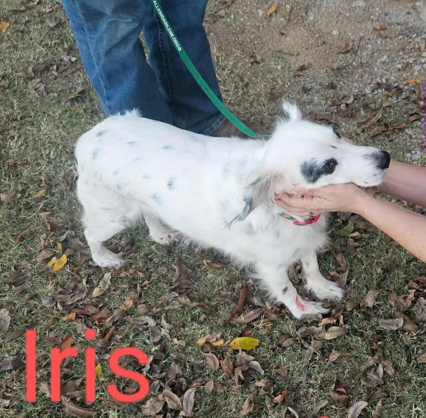 Iris * DEAF * $400, a Adoptable mixed breed in Milwaukee, WI image 1/2