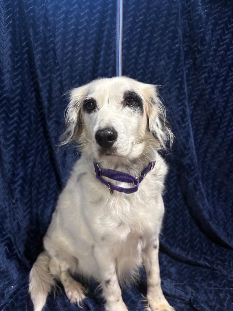 Iris * DEAF * $400, a Adoptable mixed breed in Milwaukee, WI image 2/2