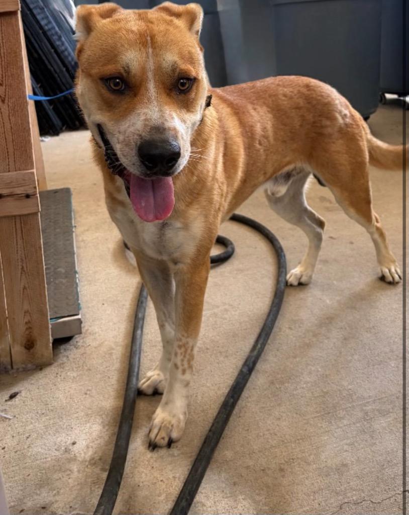 Boss, Adoptable, Adult Male Mixed Breed.
