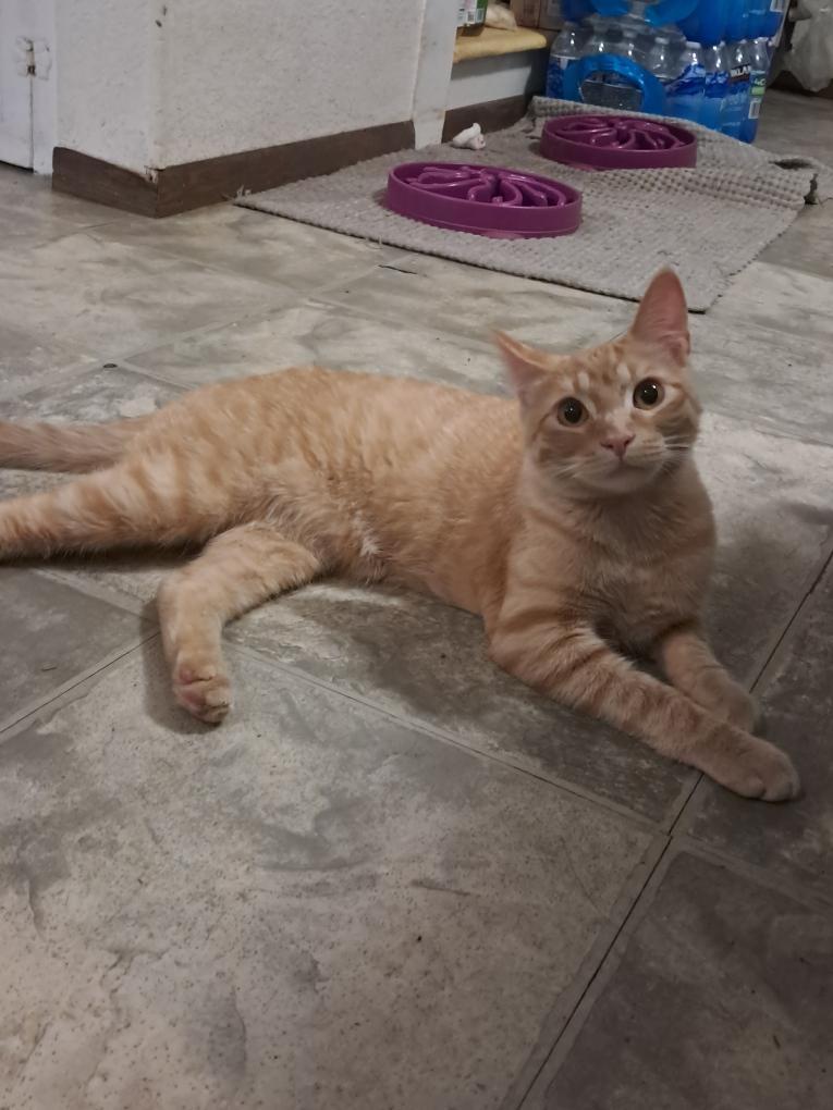 Tiger, Adoptable, Young Male Domestic Short Hair.