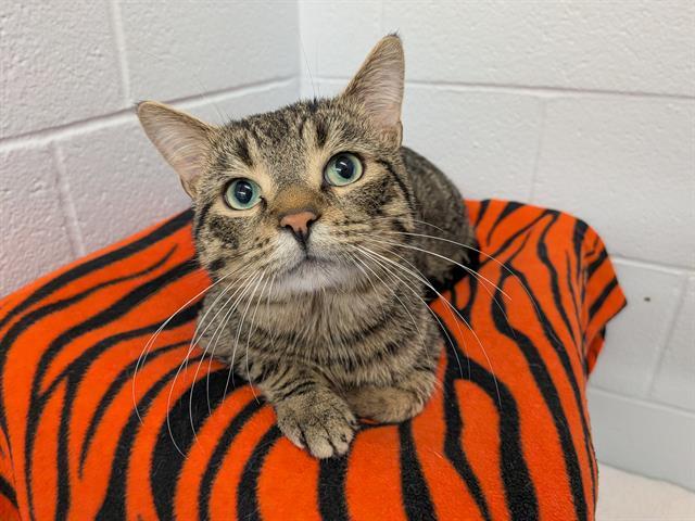 RIO, Adoptable, Adult Male Domestic Short Hair.