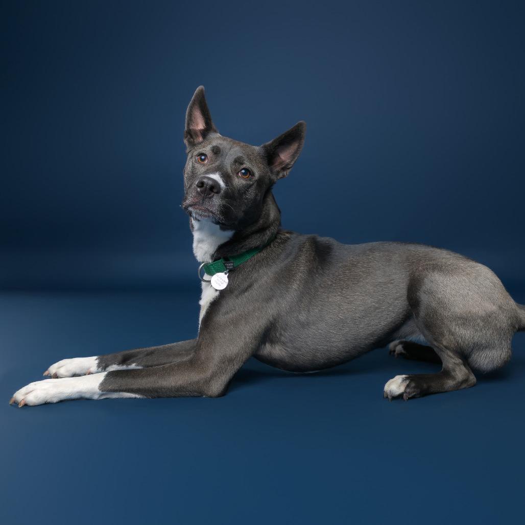 Fresca***ADOPTION PENDING***, Adoptable, Adult Female Husky & Mixed Breed.