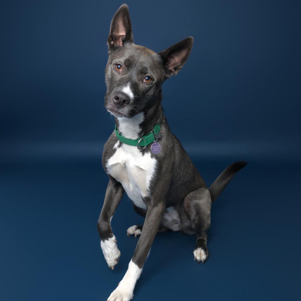 Fresca--In Foster, Adoptable, Adult Female Husky & Mixed Breed.