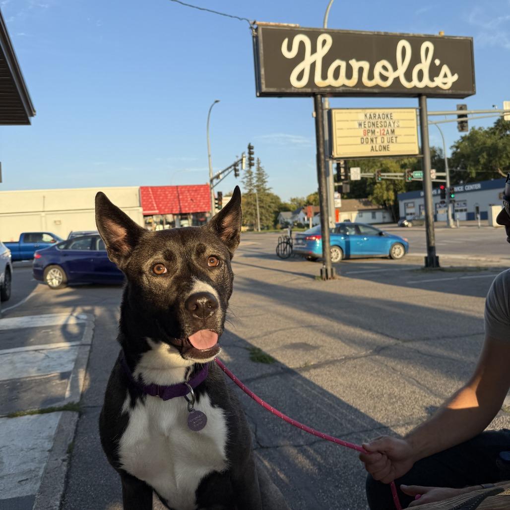 Enlarge Fresca--In Foster, a Adoptable mixed breed in Fargo, ND image 3/6