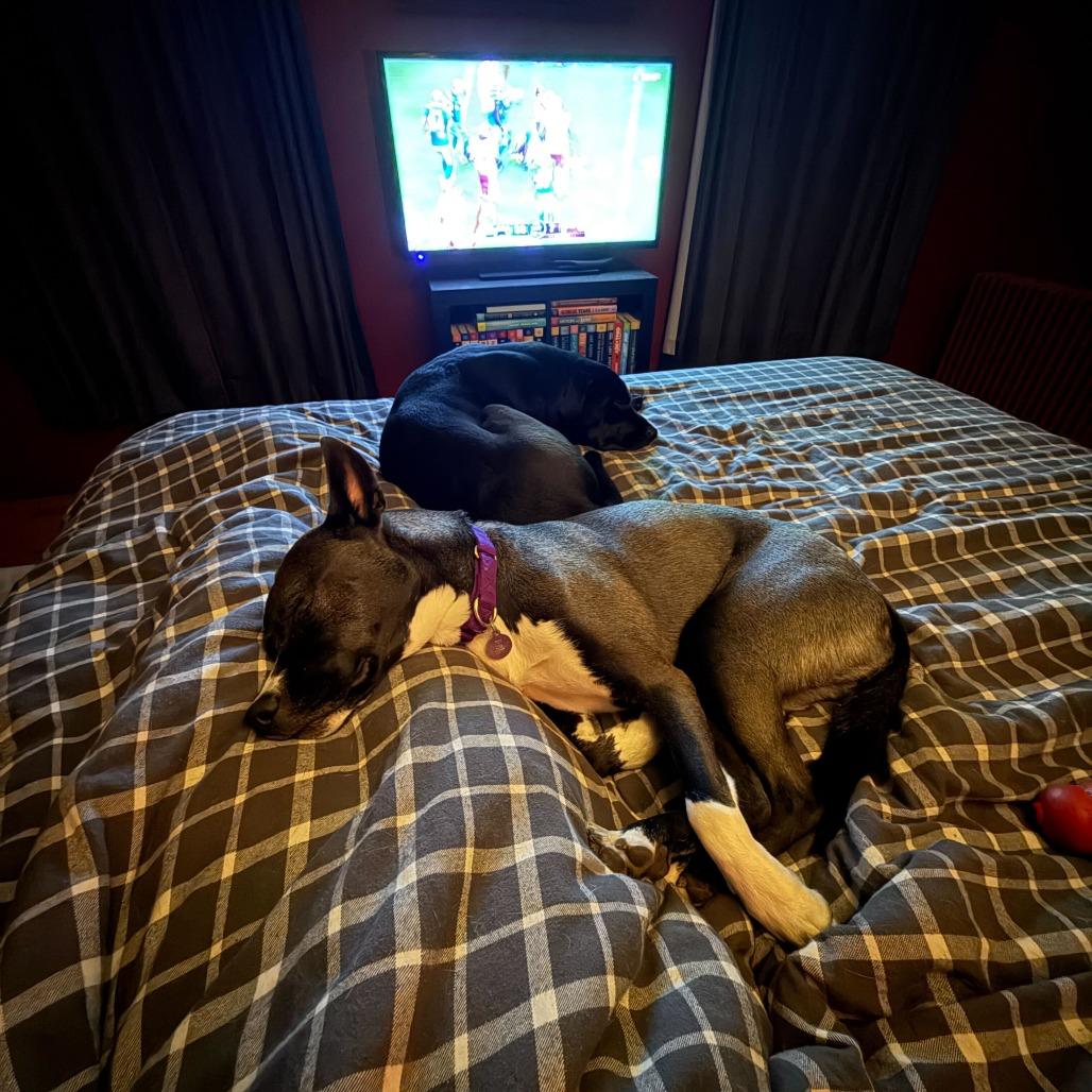 Enlarge Fresca--In Foster, a Adoptable mixed breed in Fargo, ND image 4/6