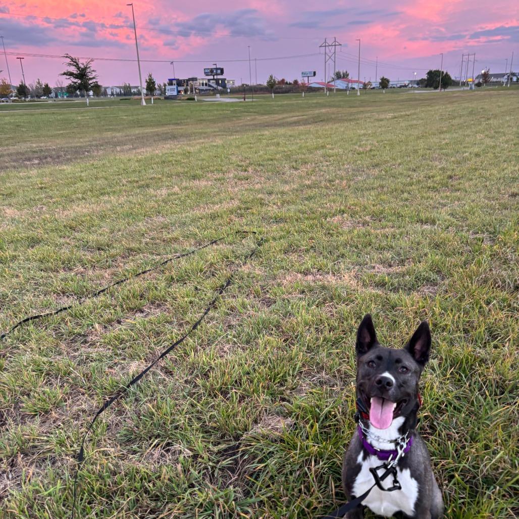 Enlarge Fresca--In Foster, a Adoptable mixed breed in Fargo, ND image 5/6