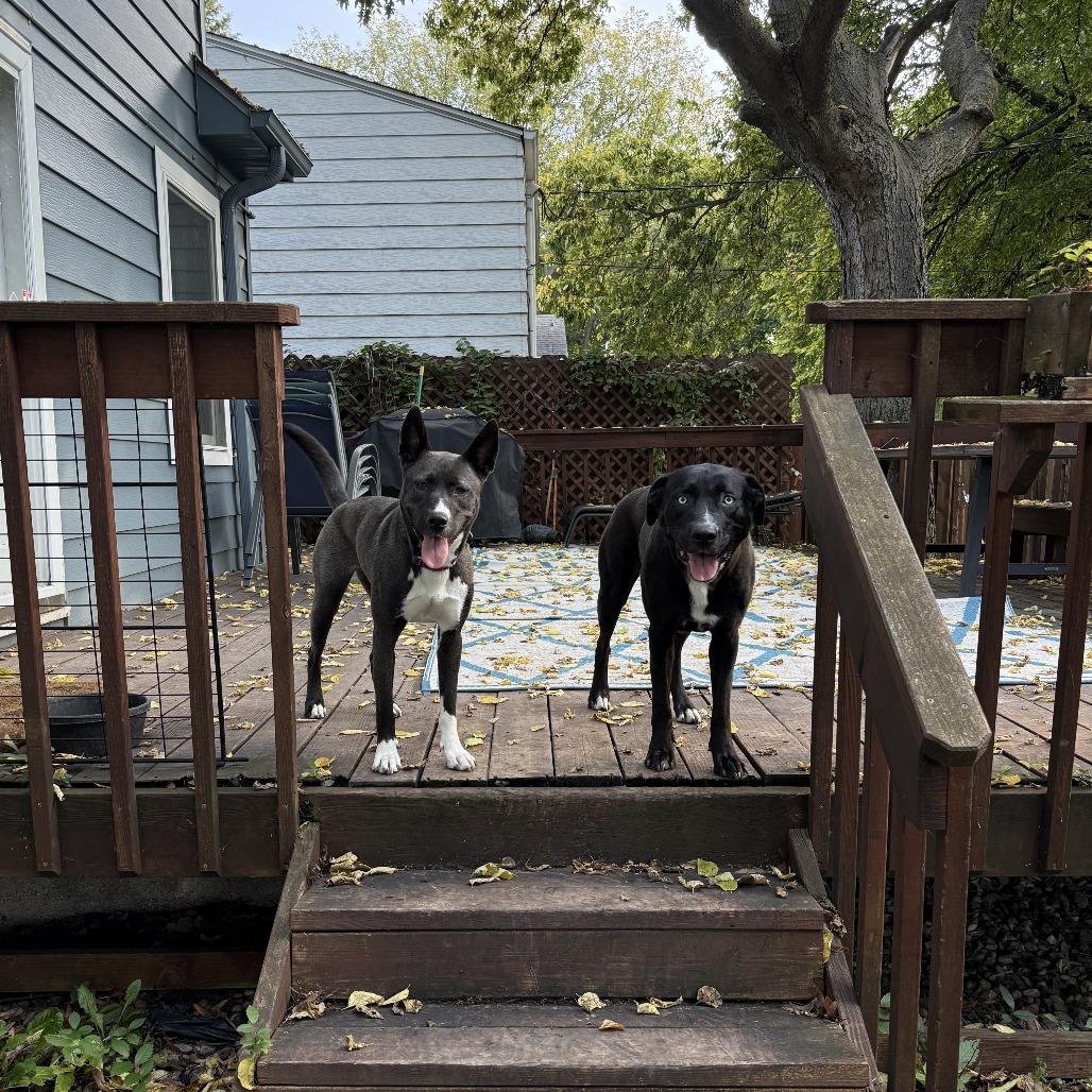 Enlarge Fresca--In Foster, a Adoptable mixed breed in Fargo, ND image 6/6