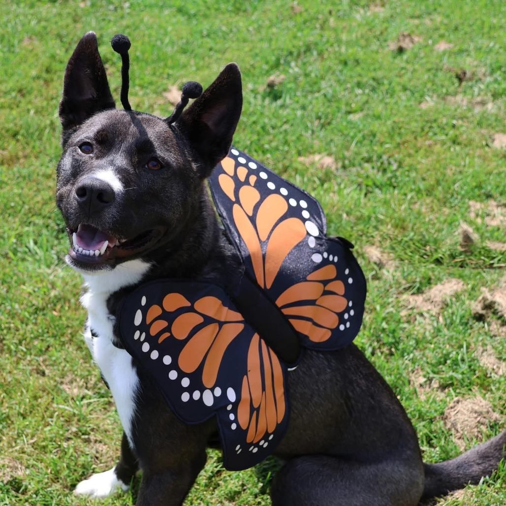 Fresca--In Foster, a Adoptable mixed breed in Fargo, ND image 6/6