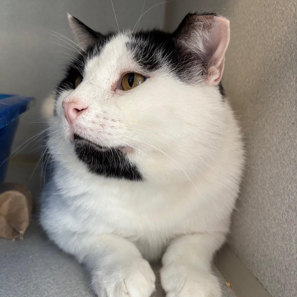 Voodoo, a Adoptable Domestic Short Hair in Davenport, IA image 1/6