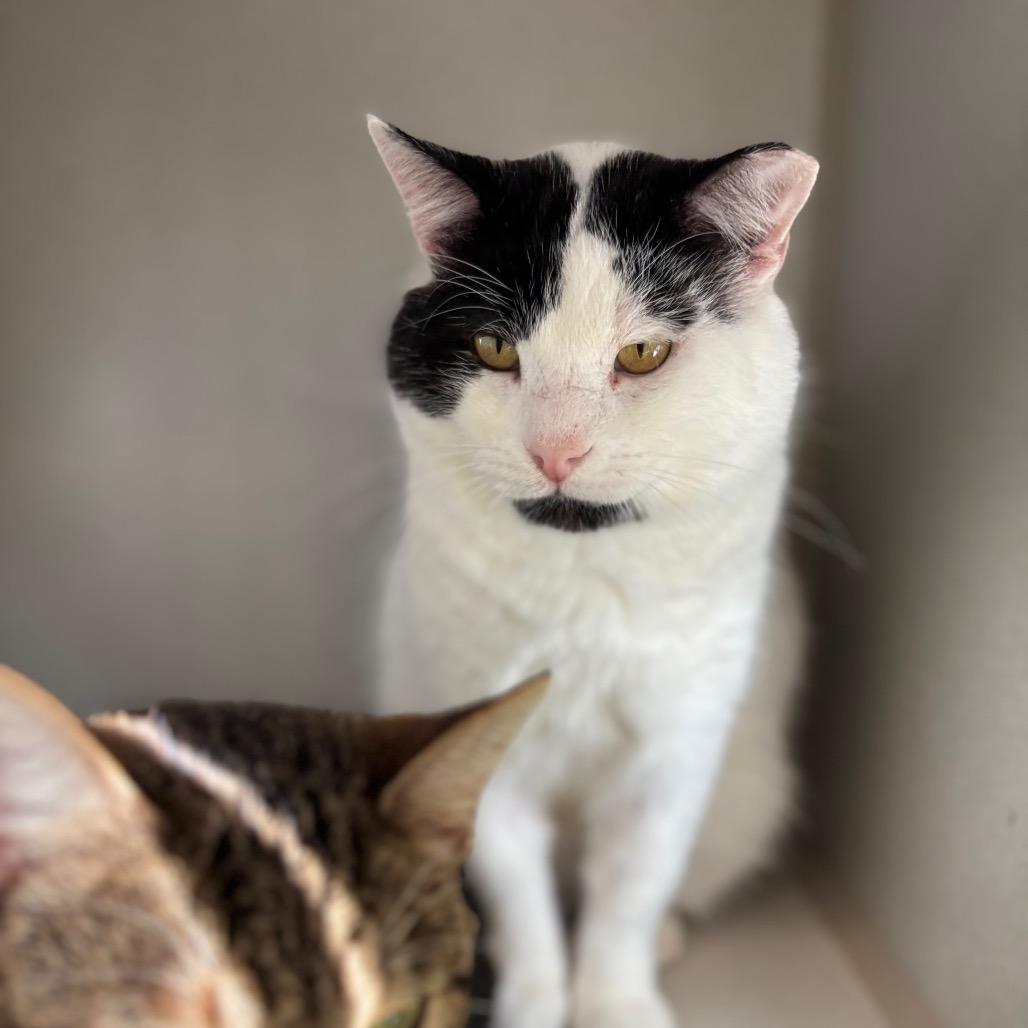 Voodoo, a Adoptable Domestic Short Hair in Davenport, IA image 2/6