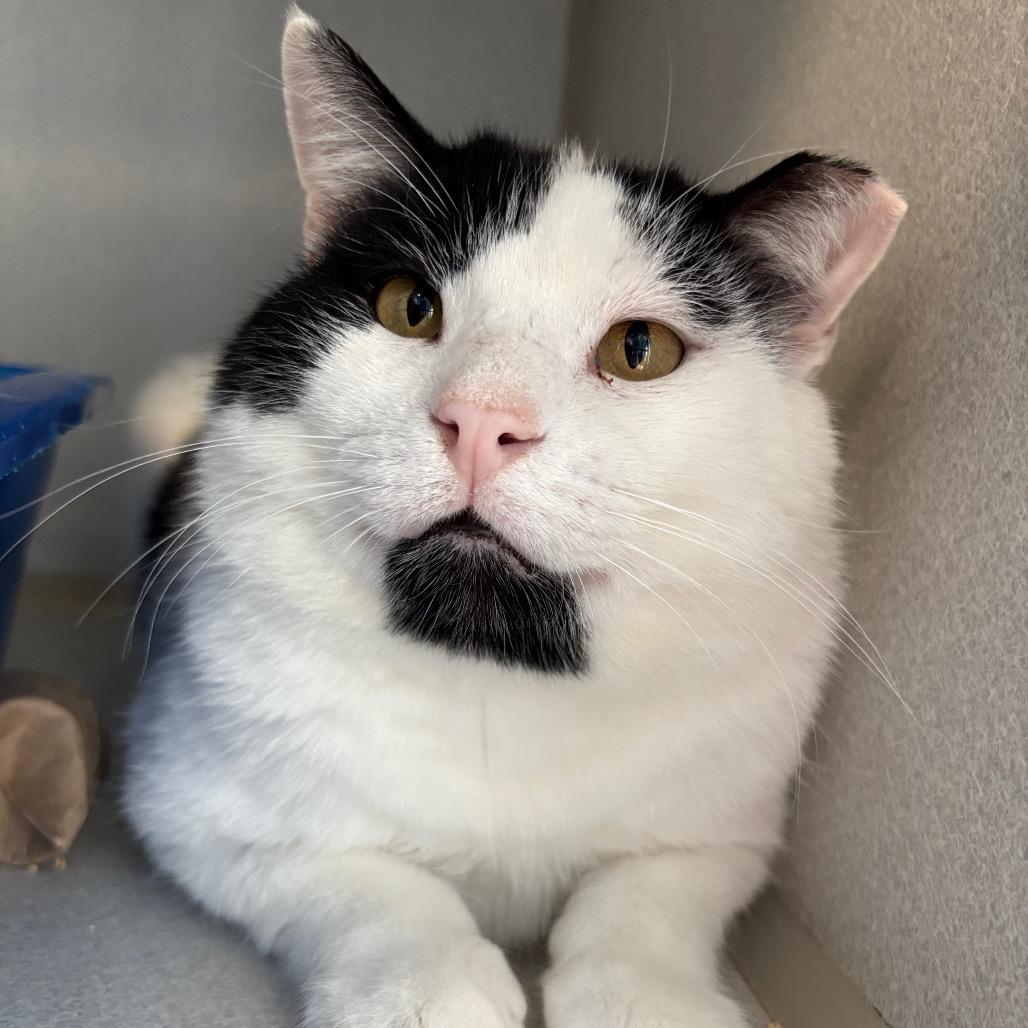 Voodoo, a Adoptable Domestic Short Hair in Davenport, IA image 3/6