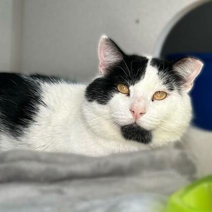 Voodoo, a Adoptable Domestic Short Hair in Davenport, IA image 4/6