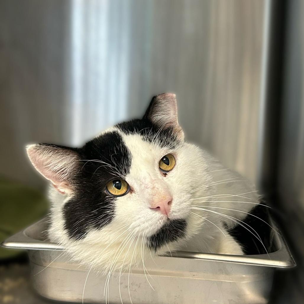 Voodoo, a Adoptable Domestic Short Hair in Davenport, IA image 5/6