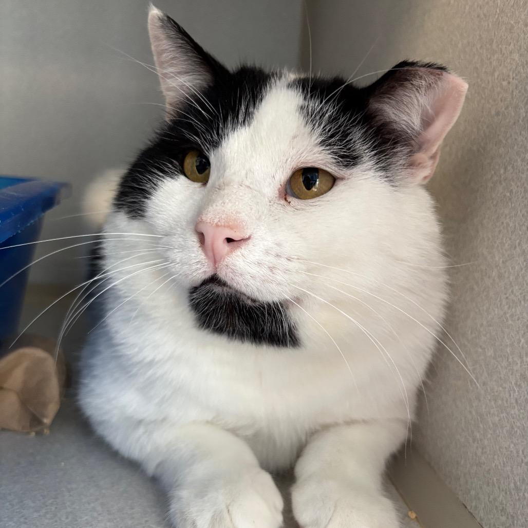 Voodoo, a Adoptable Domestic Short Hair in Davenport, IA image 6/6