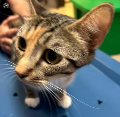 Enlarge Gracie, a Adoptable Domestic Short Hair in Violet, LA image 1/1