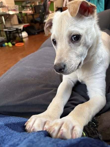 Marley, Adoptable, Puppy Female Labrador Retriever.