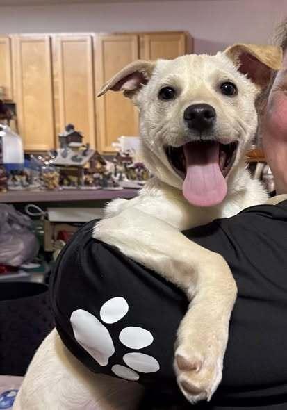 Enlarge Marley, a Adoptable mixed breed in Hastings, MN image 2/5