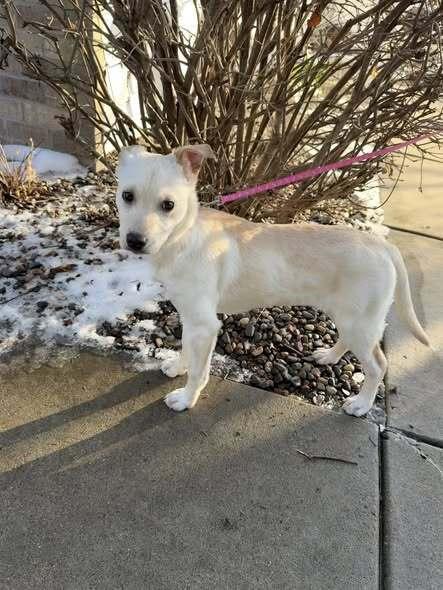 Enlarge Marley, a Adoptable mixed breed in Hastings, MN image 4/5