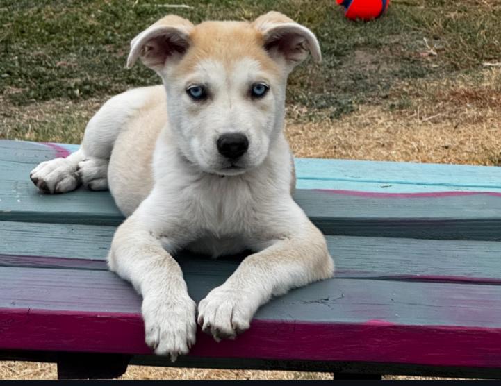 Enlarge Ireland - The perfect companion puppy, a Adoptable mixed breed in Manteca, CA image 1/6