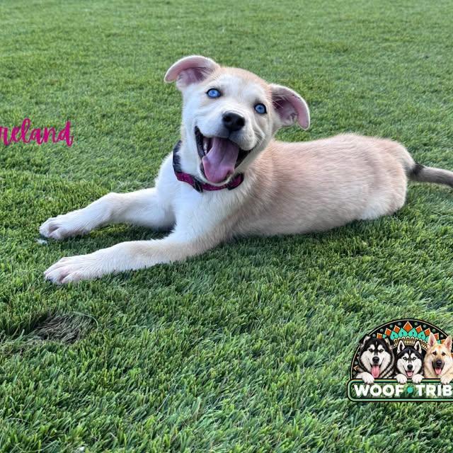 Enlarge Ireland - The perfect companion puppy, a Adoptable mixed breed in Manteca, CA image 3/6