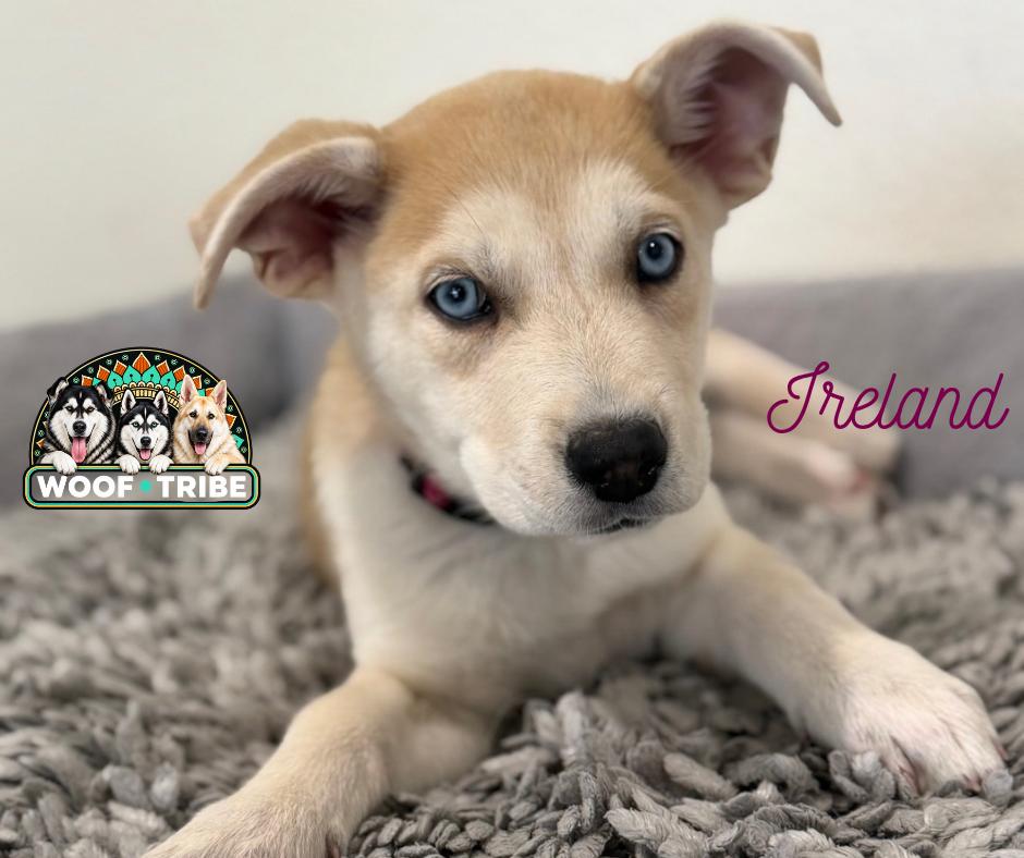 Enlarge Ireland - The perfect companion puppy, a Adoptable mixed breed in Manteca, CA image 5/6
