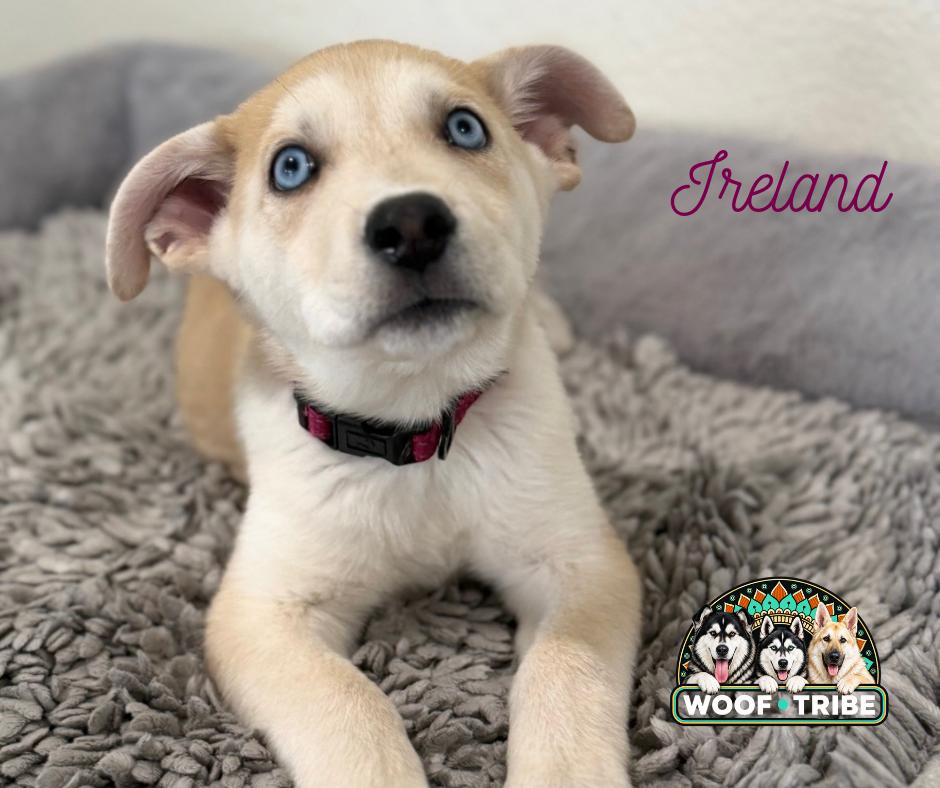 Enlarge Ireland - The perfect companion puppy, a Adoptable mixed breed in Manteca, CA image 4/6